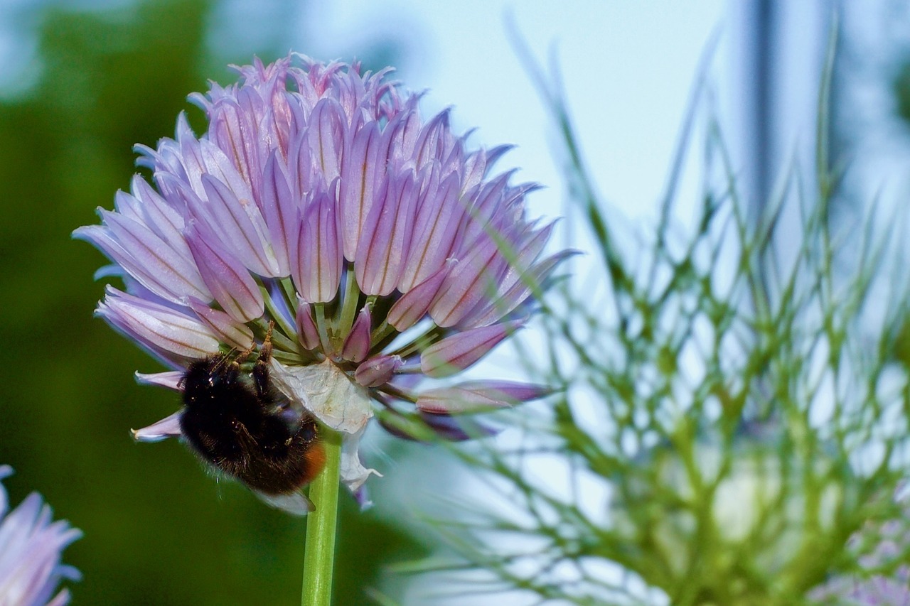 Image - bee flower allium spring