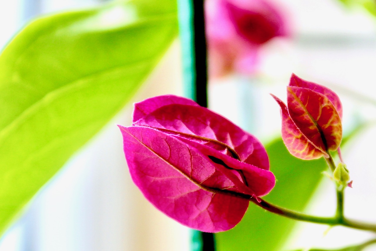 Image - bougainvillea focus husk plant