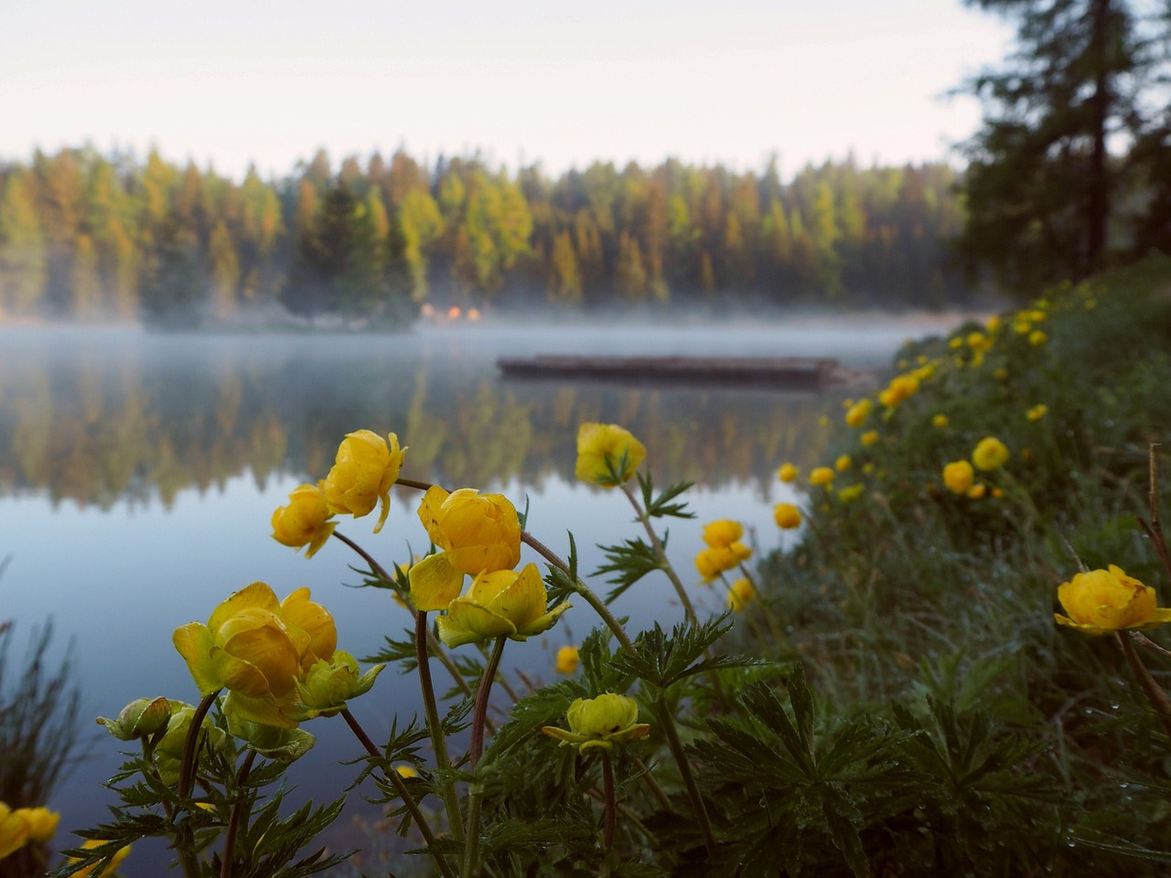 Image - buttercups lake mist water flower