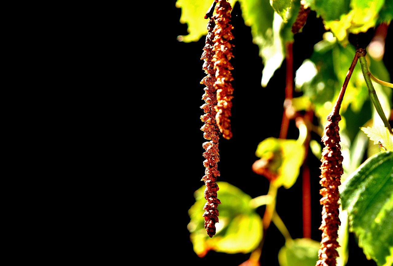 Image - birch seeds tree depend nature