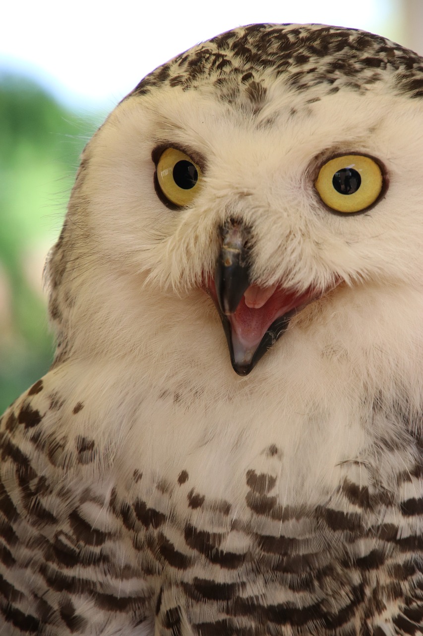 Image - snowy owl owl male owl bird snowy