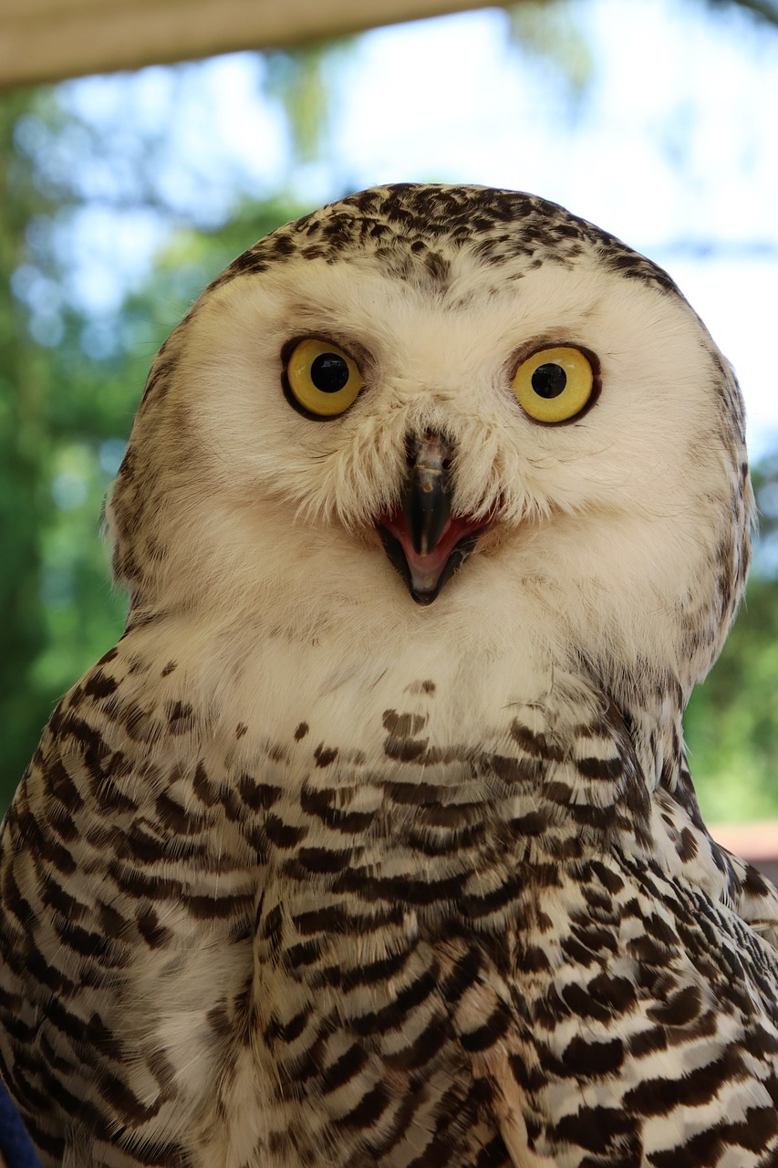Image - snowy owl owl male owl bird snowy
