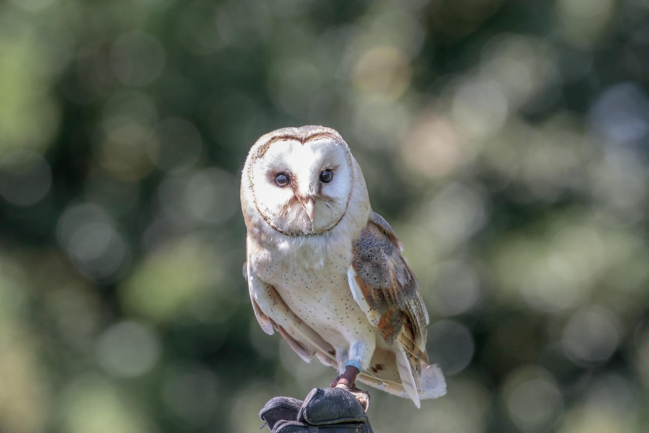 Image - barn owl owl bird animal wildlife