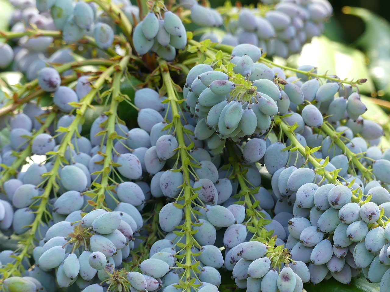 Image - berries mahogany purple