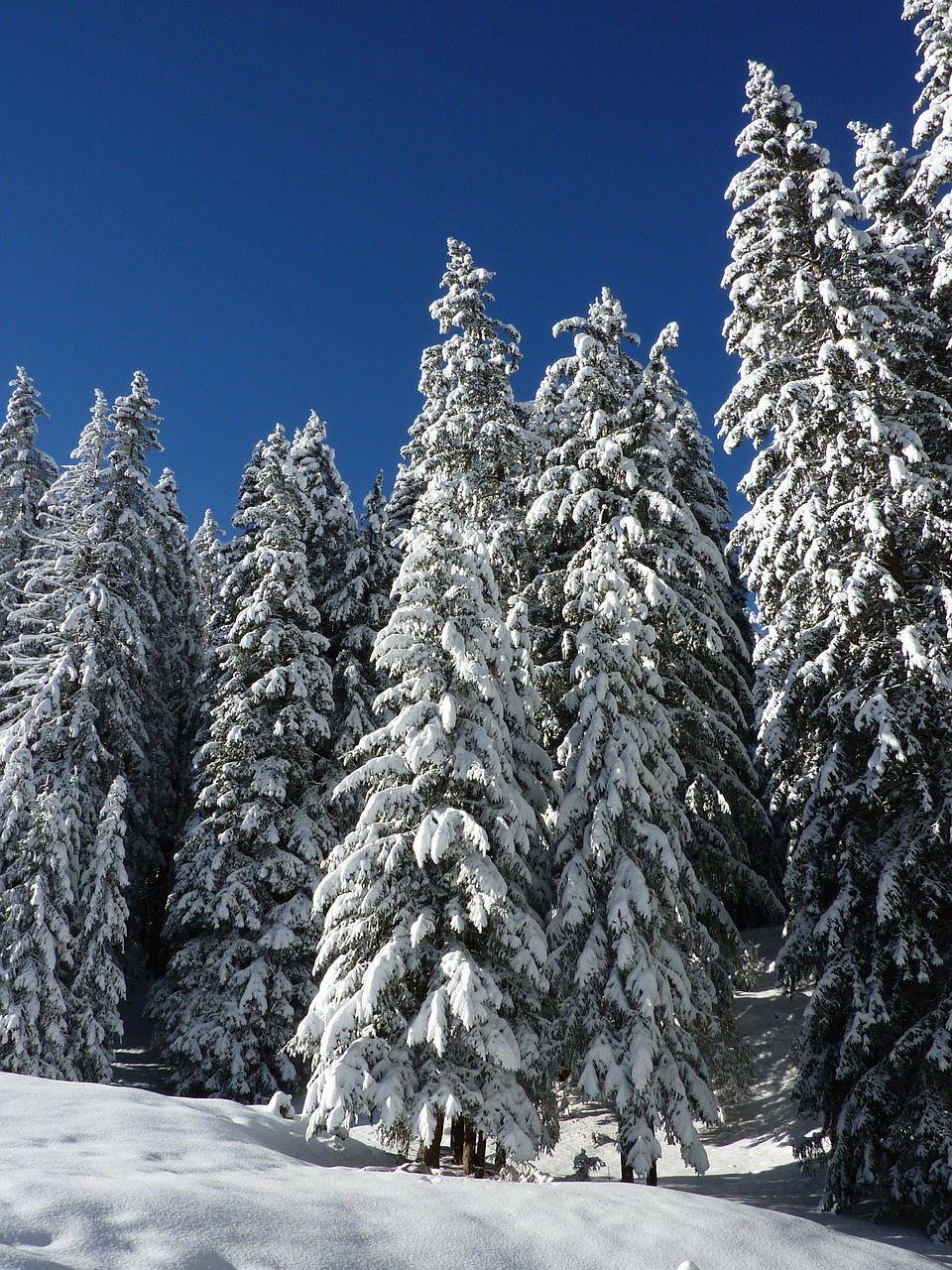 Image - firs nature forest snowy winter