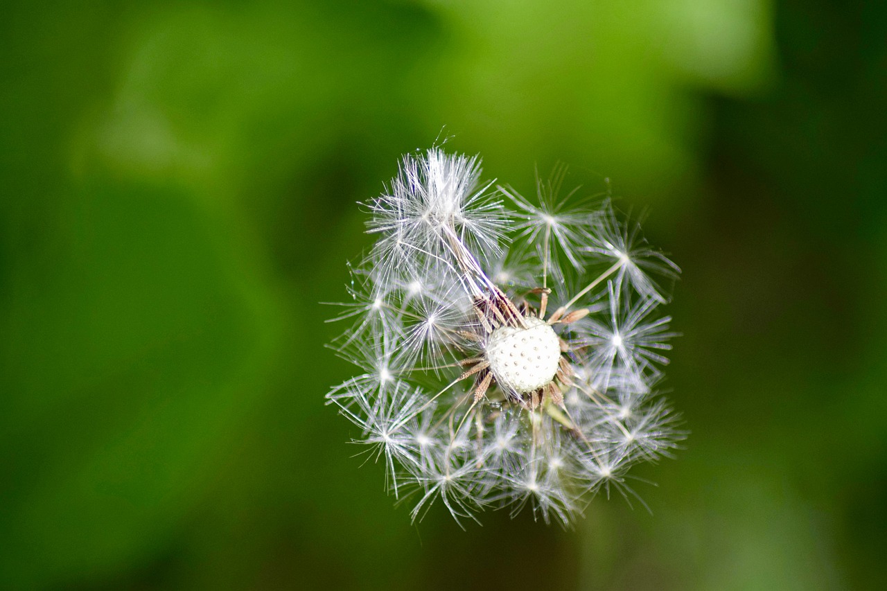 Image - dandelion macro grassland plants