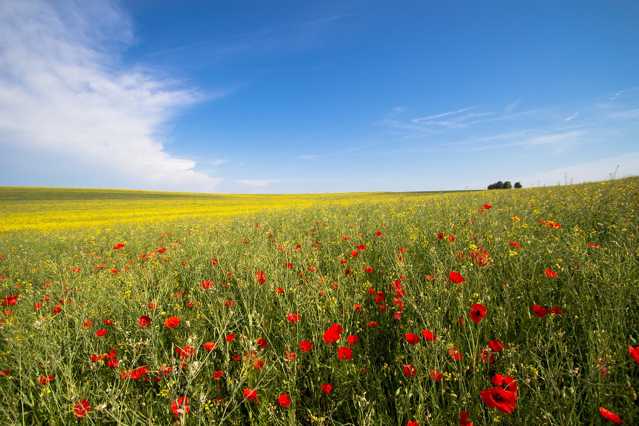 Image - flower oilseed rape field yellow