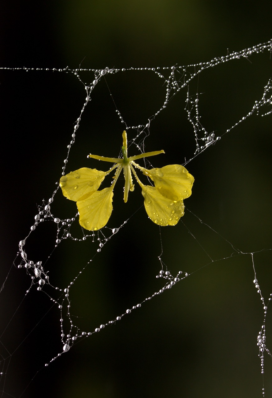 Image - spider web petals yellow dew drops