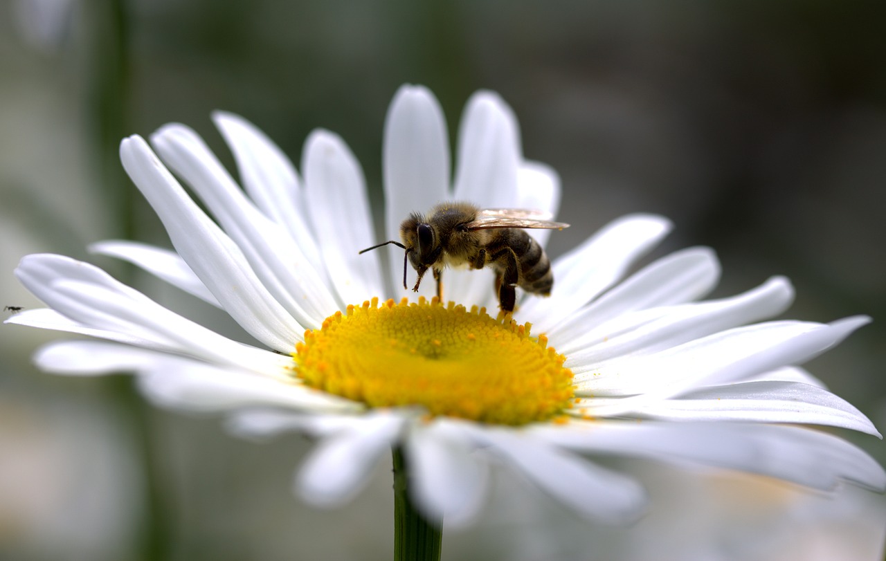 Image - bee daisy pollen work insecta