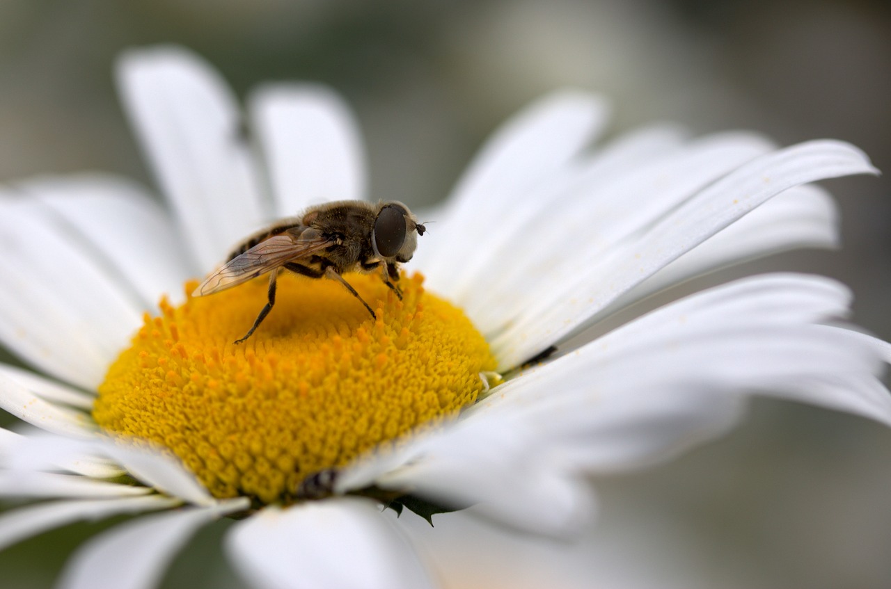 Image - bee daisy pollen work insecta