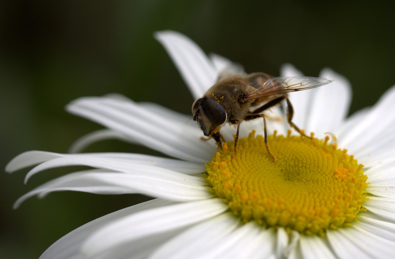 Image - bee daisy pollen work insecta