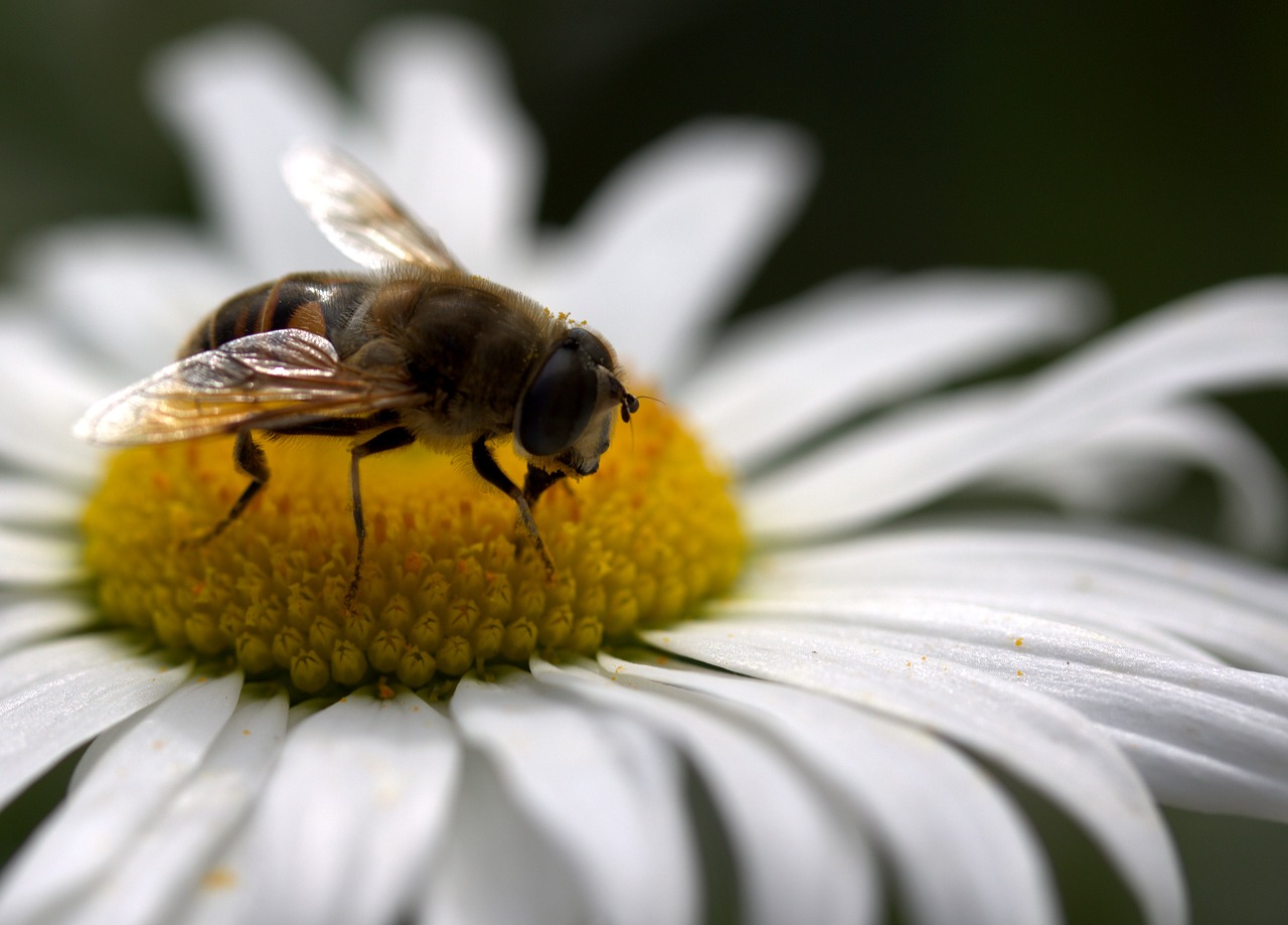 Image - bee daisy pollen work insecta