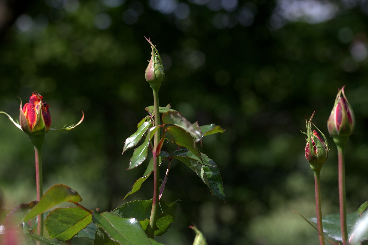 Image - roses buds supplies flower plant
