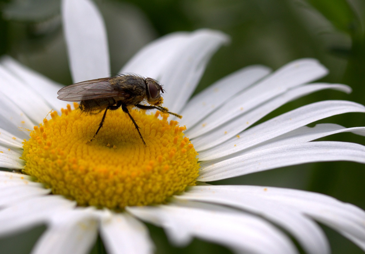 Image - fly daisy pollen work insecta