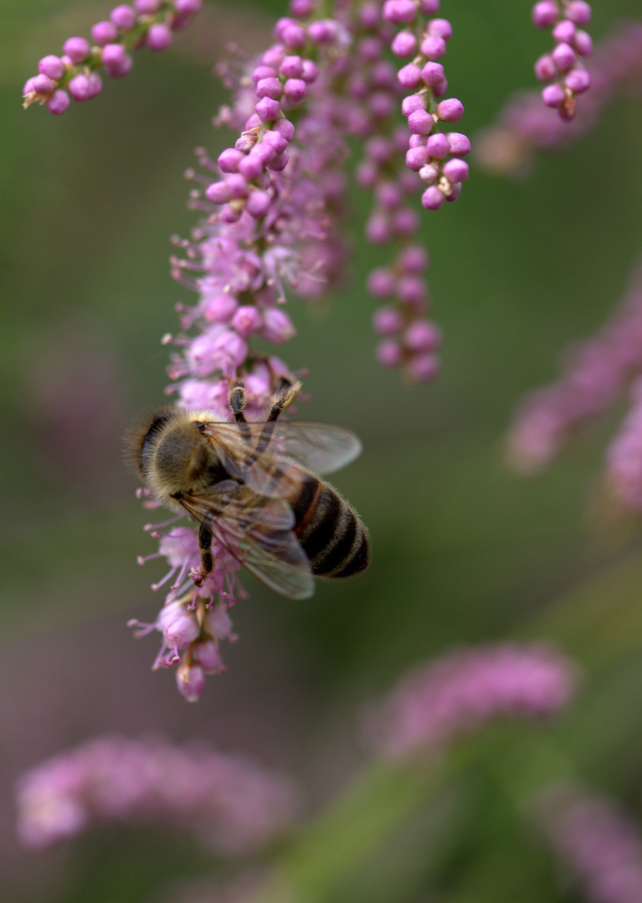 Image - bee casey flowers mov decorative