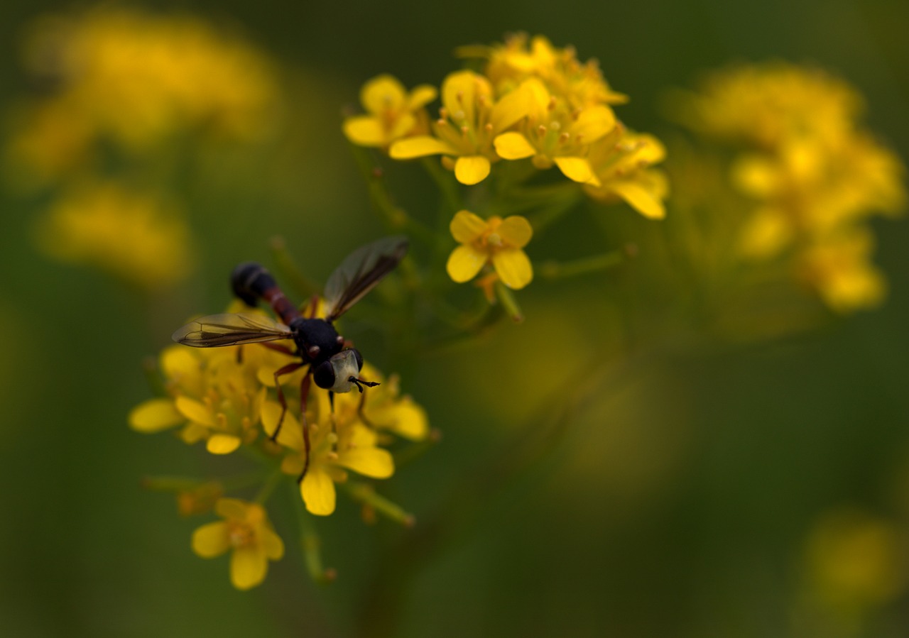 Image - wasp flower yellow petals nature