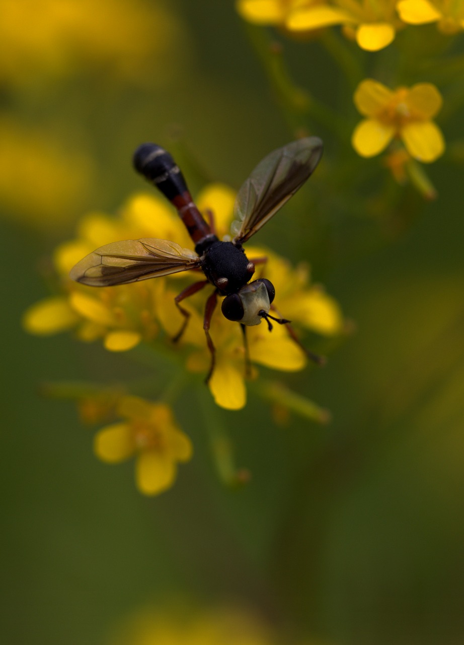 Image - wasp flower yellow petals nature