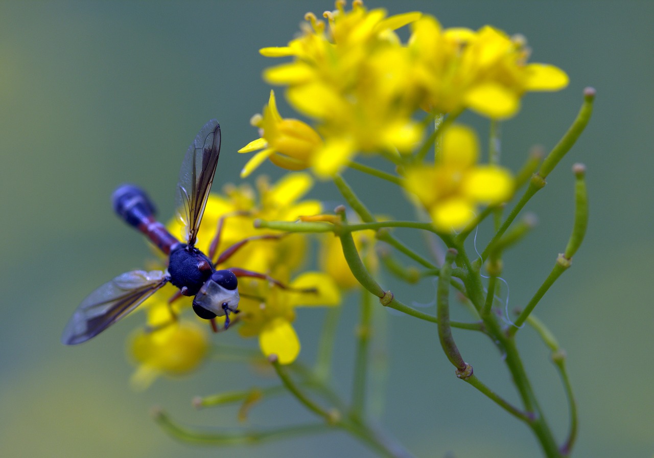 Image - wasp flower yellow petals nature