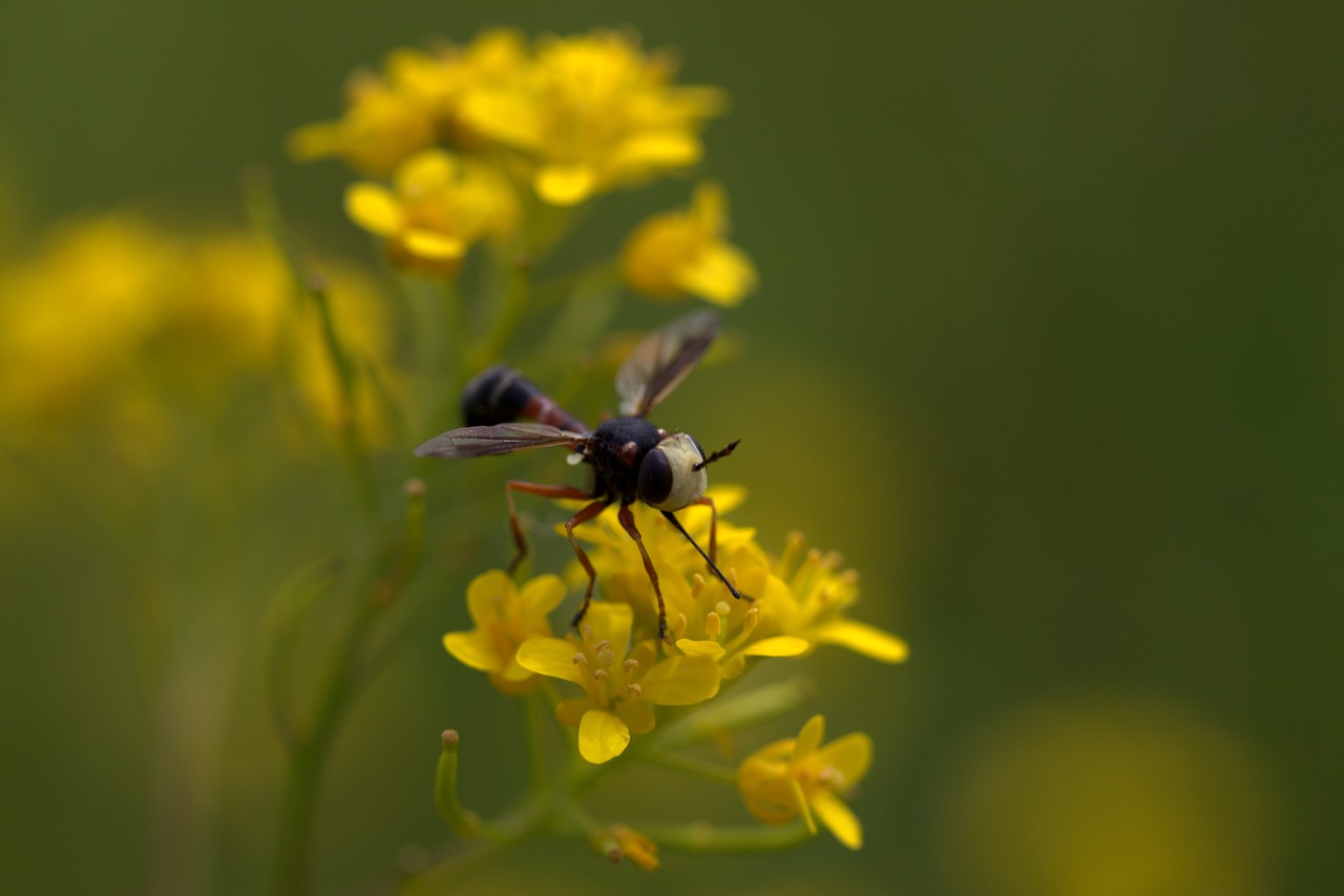 Image - wasp flower yellow petals nature