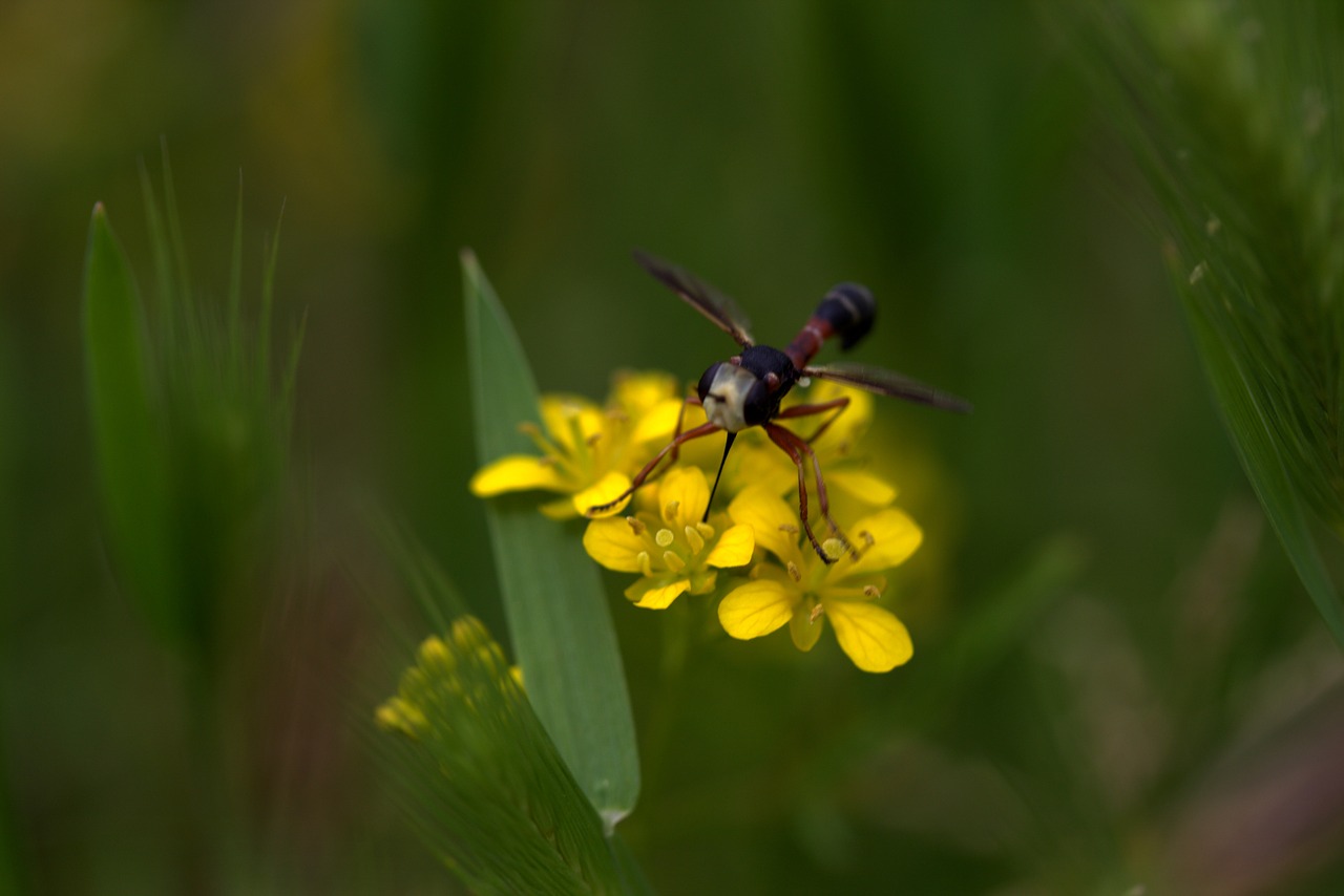 Image - wasp flower yellow petals nature