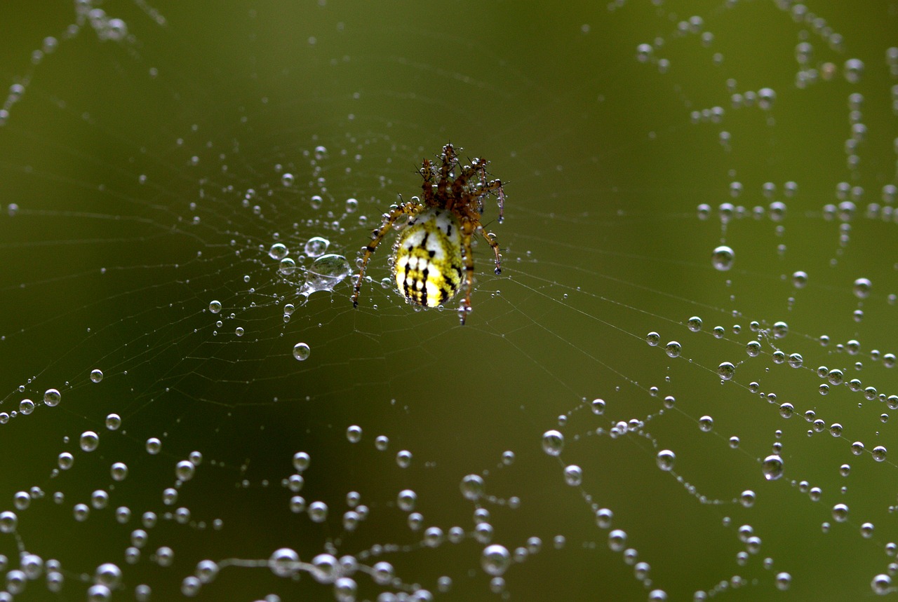 Image - spider spider web hooked arachnid
