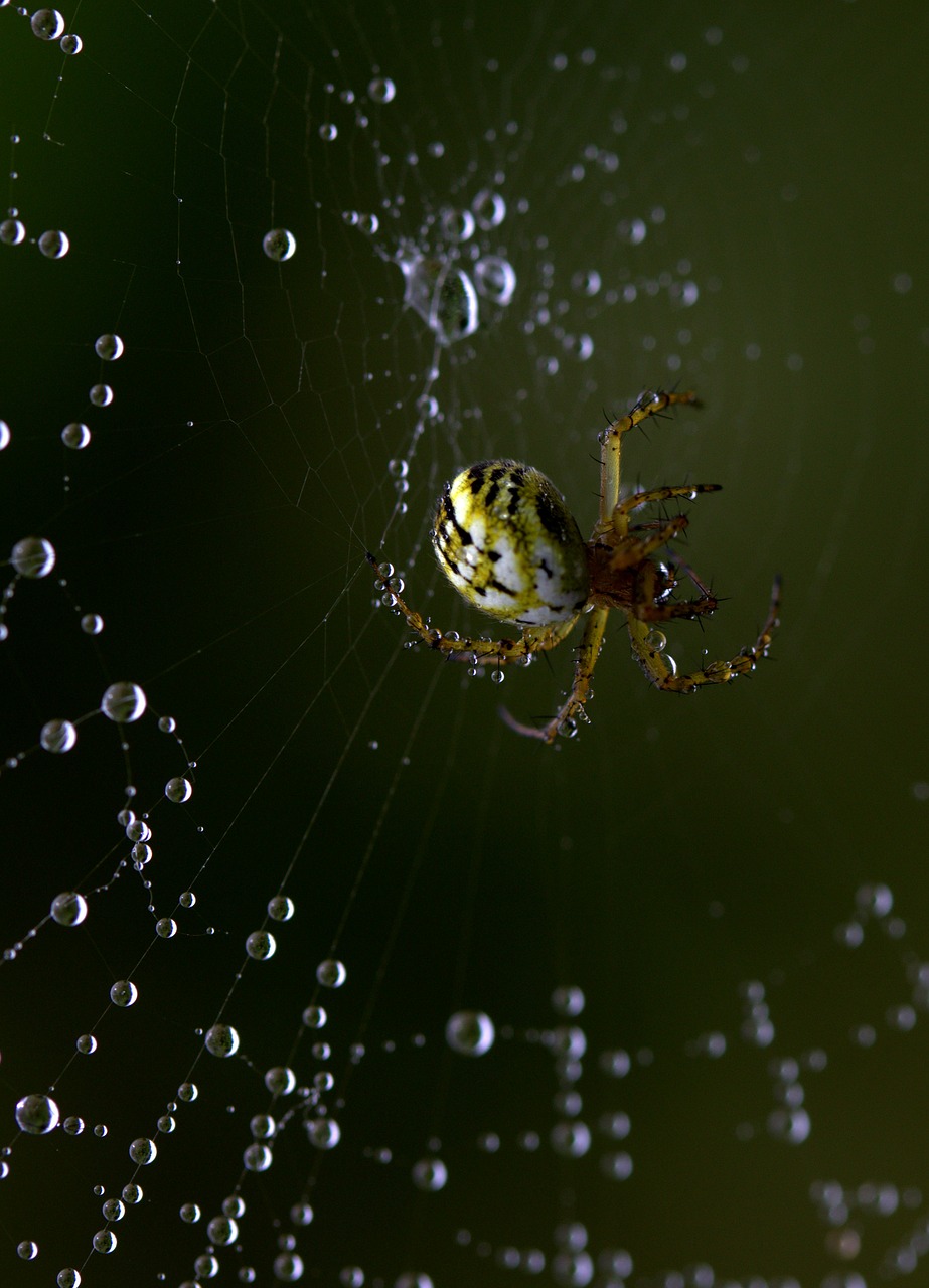 Image - spider spider web hooked arachnid