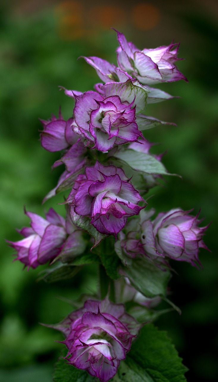 Image - flower mov wild fluorescence