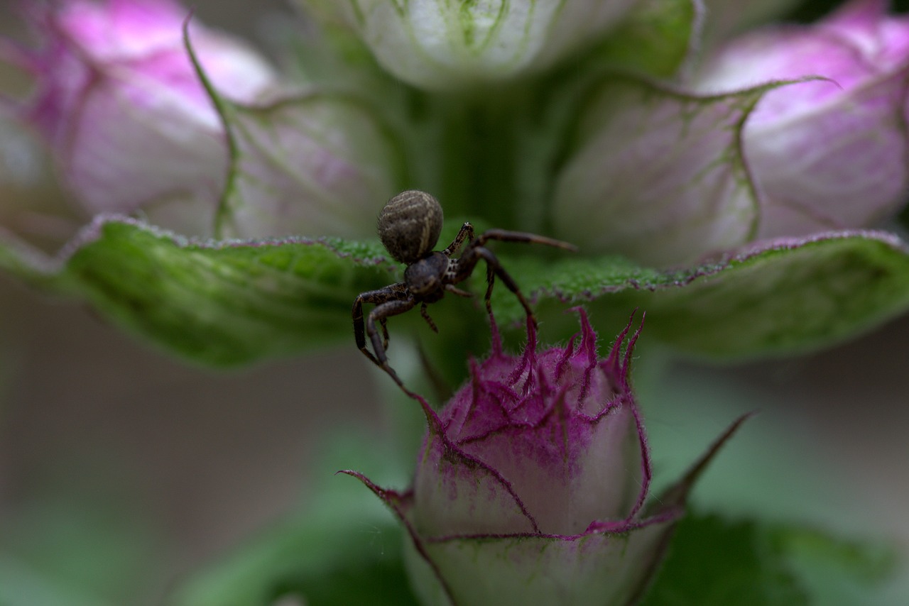 Image - spider black flower arachnid