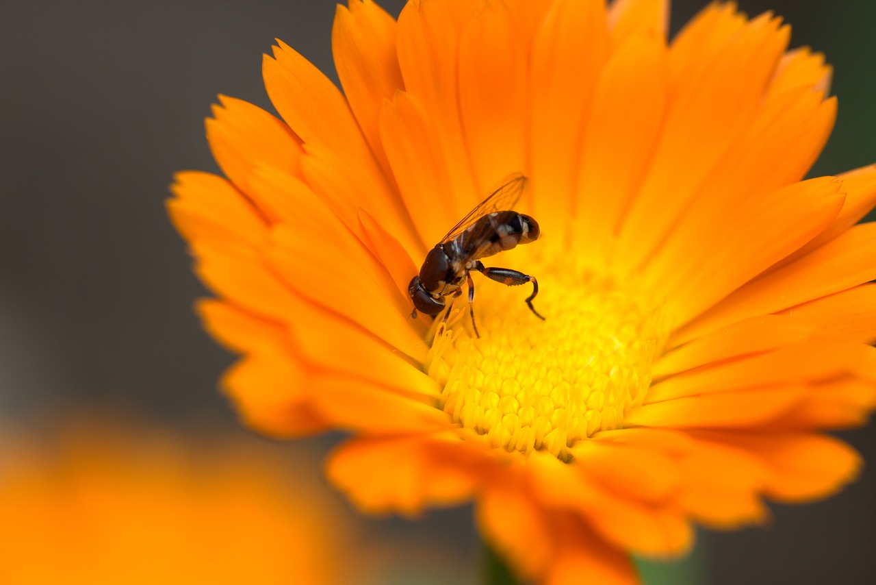 Image - bee flower calendula orange