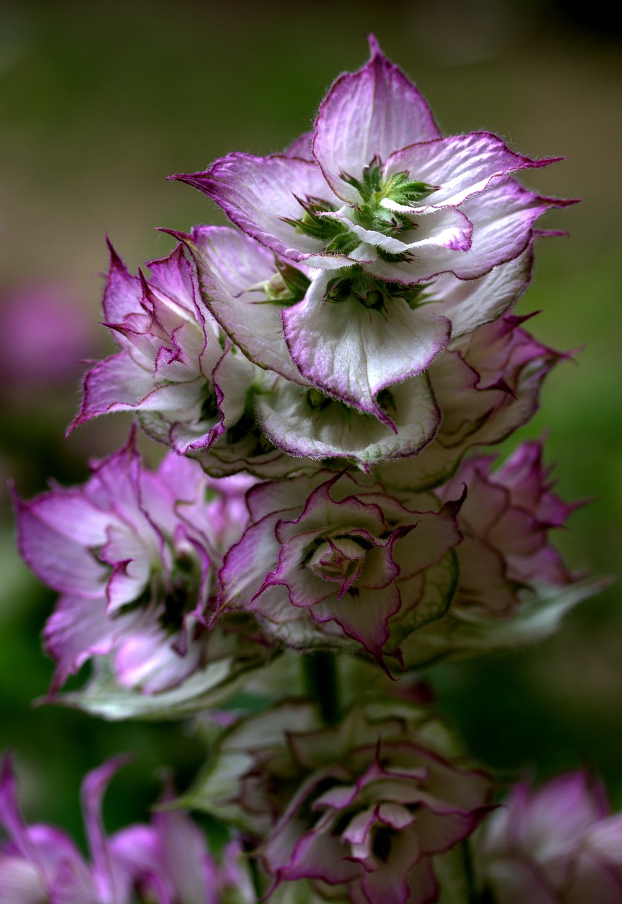 Image - flower mov wild fluorescence