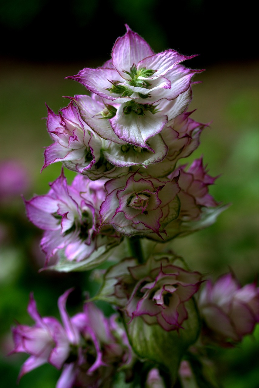 Image - flower mov wild fluorescence