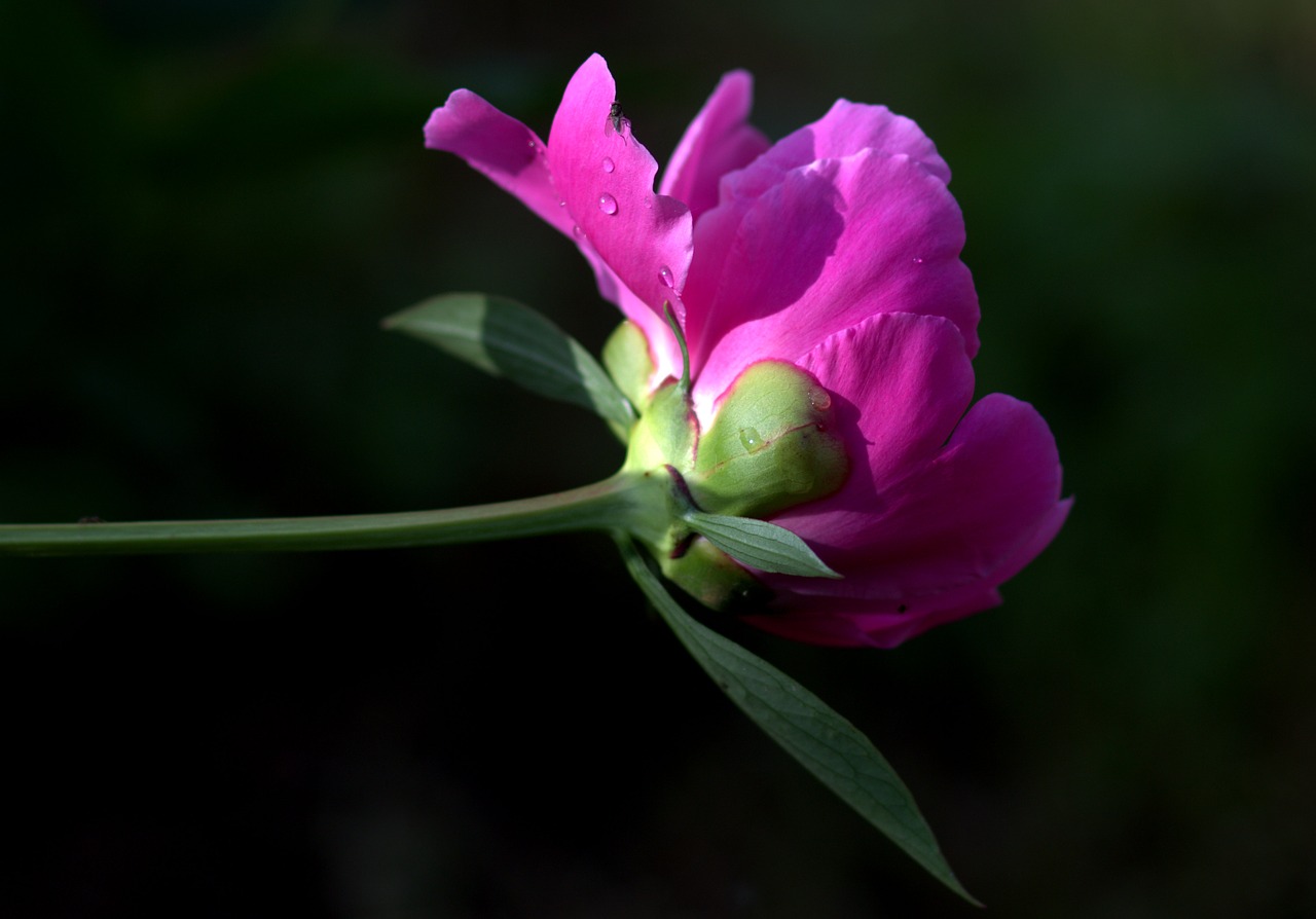 Image - peony flower pink supplies beauty