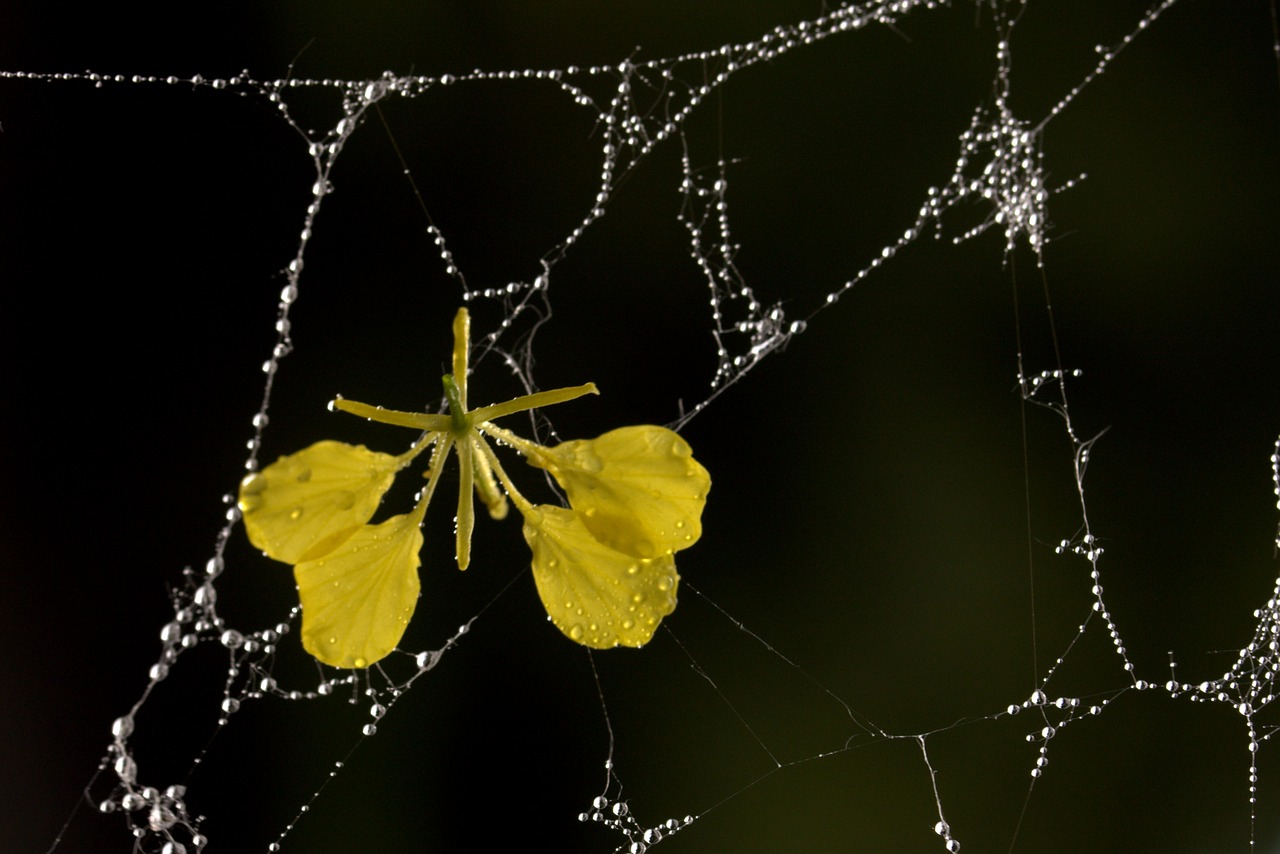 Image - spider web petals yellow dew drops