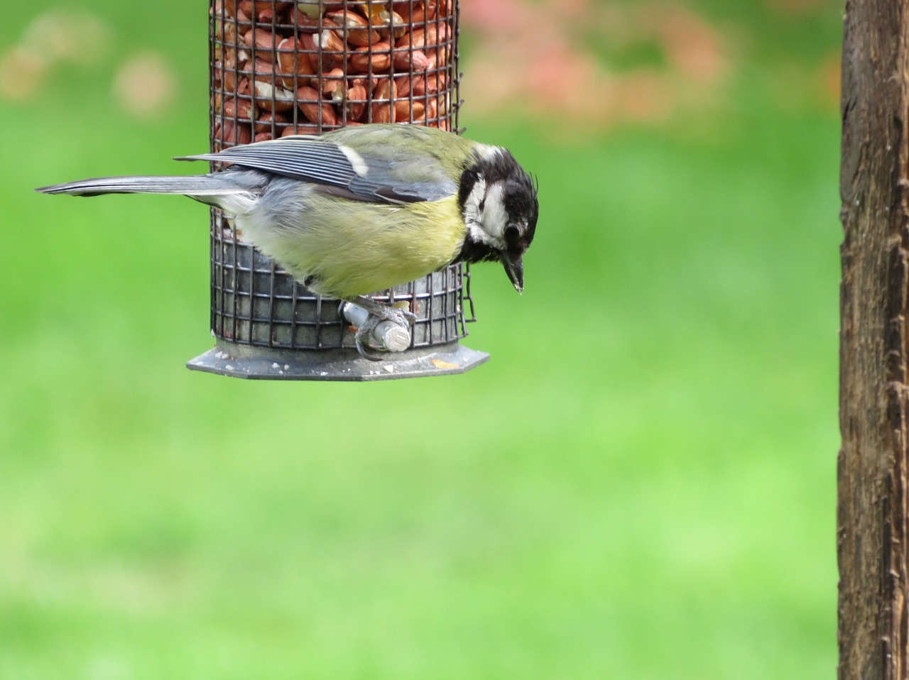 Image - great tit bird garden feeding