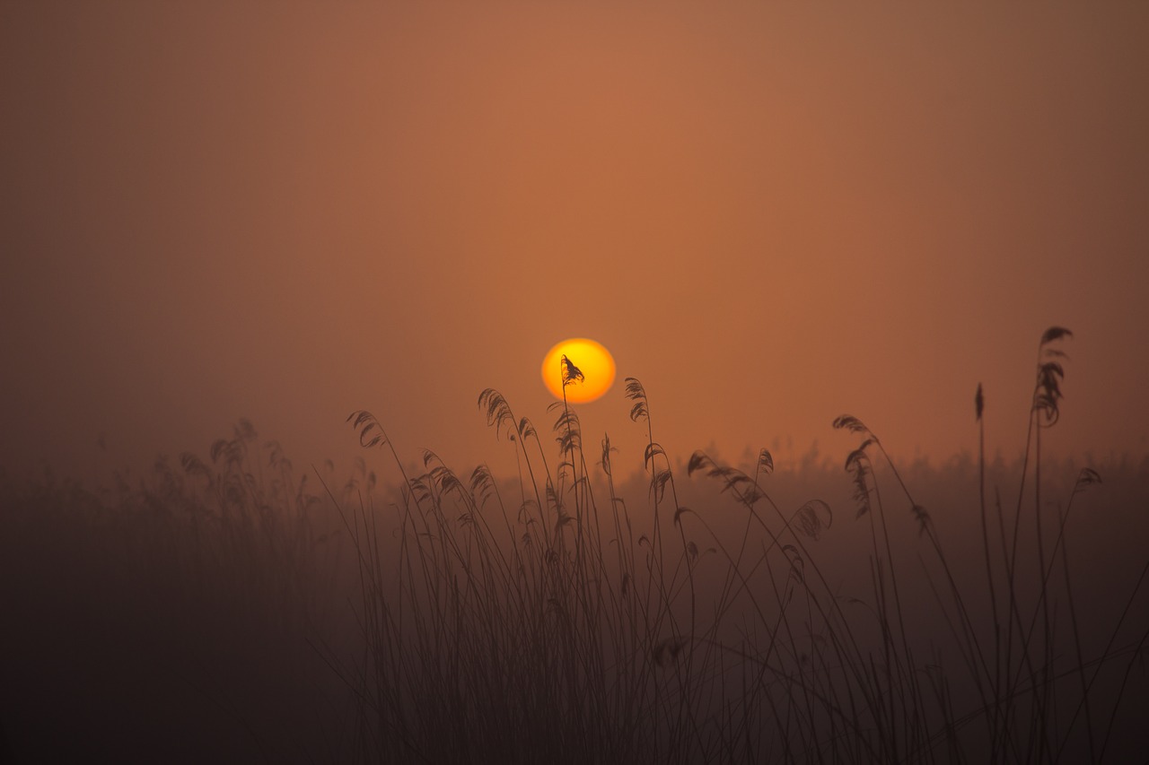 Image - sunrise spring lake mood reed