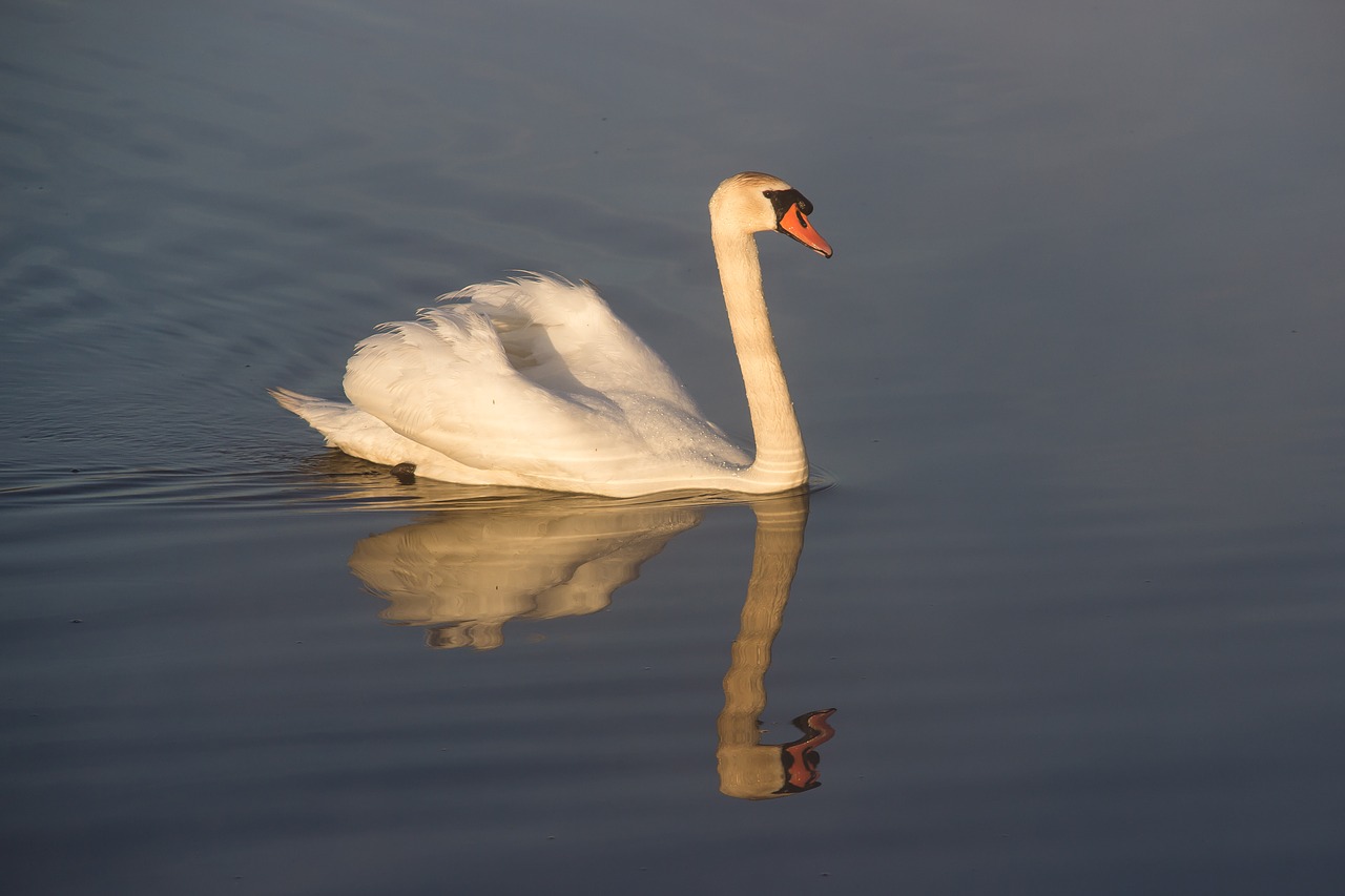 Image - animal mute swan swan bird swim