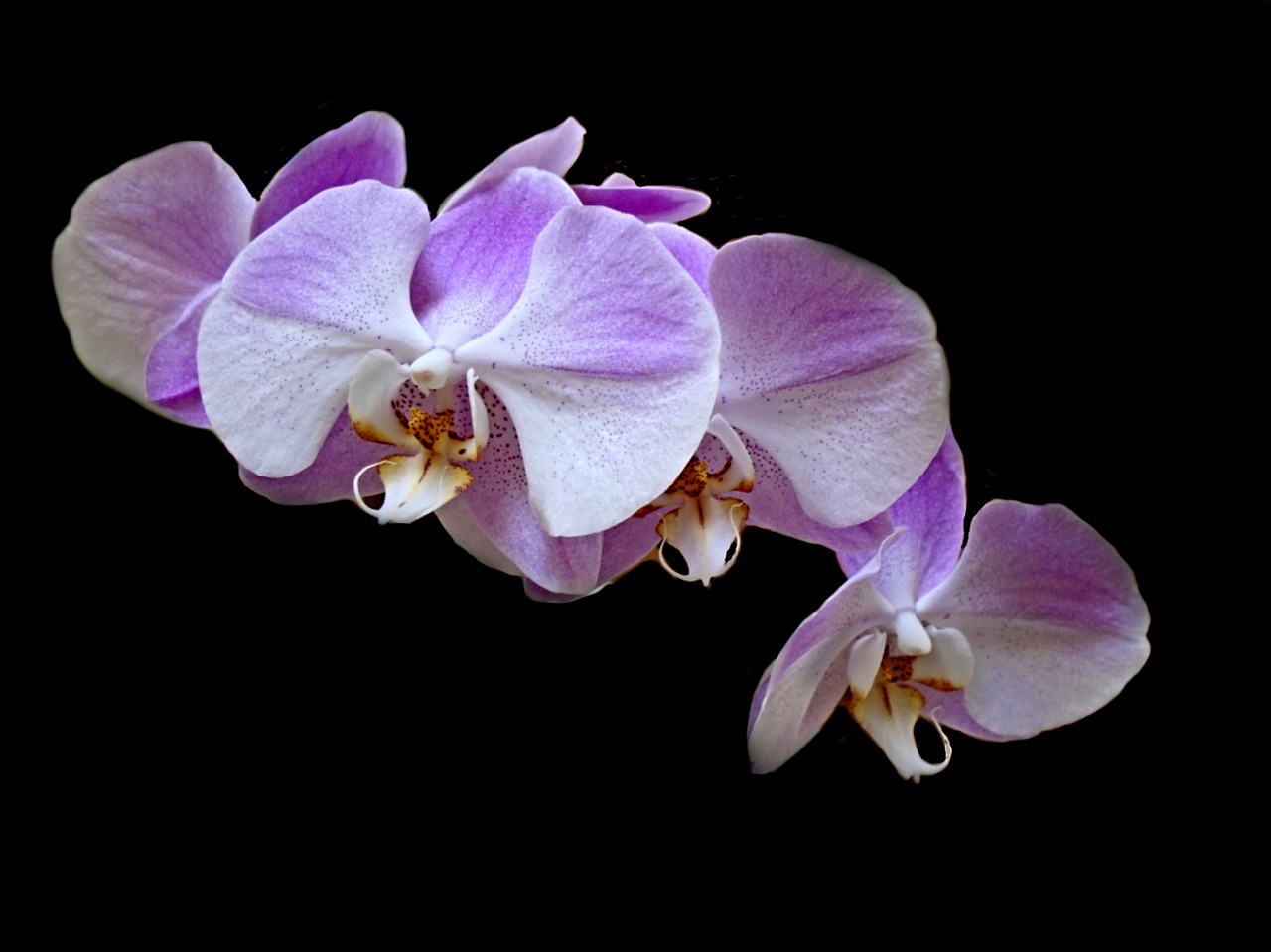 Image - orchid flower plant lavender