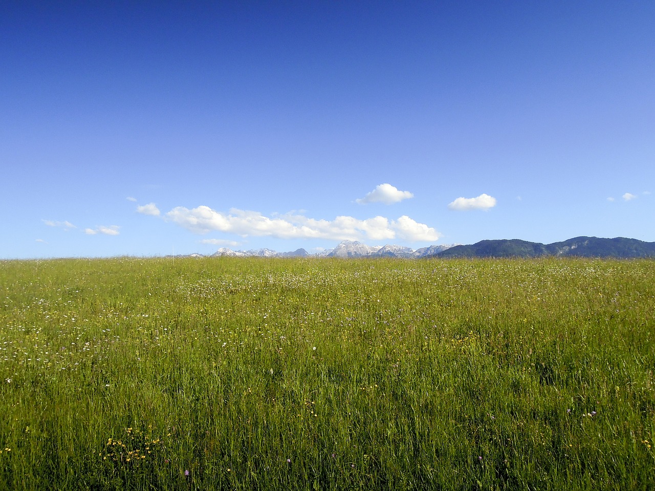 Image - meadow mountains nature flourishing