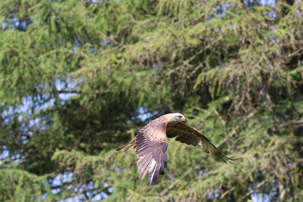 Image - kite bird raptor nature wildlife