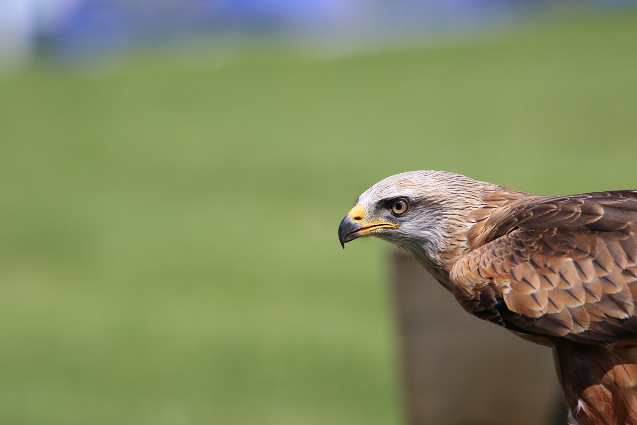 Image - kite bird raptor nature wildlife