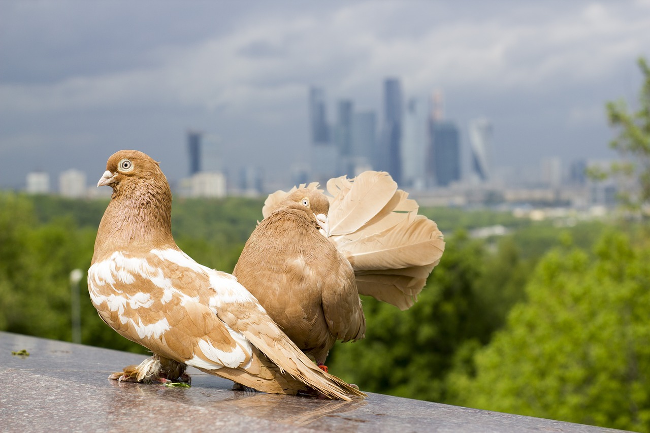 Image - pigeons gloomy sky moscow