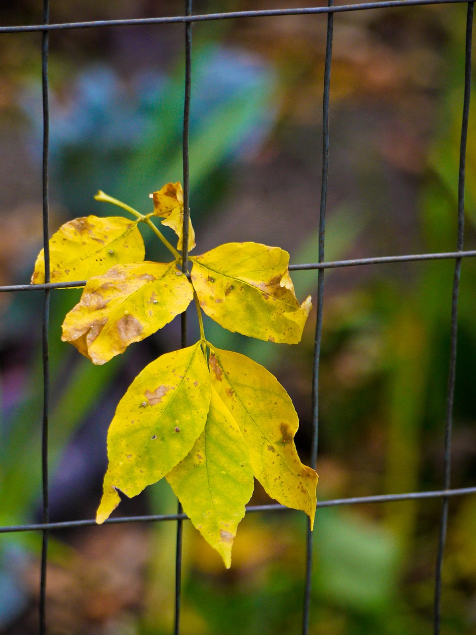 Image - leaves wire fence yellow fall