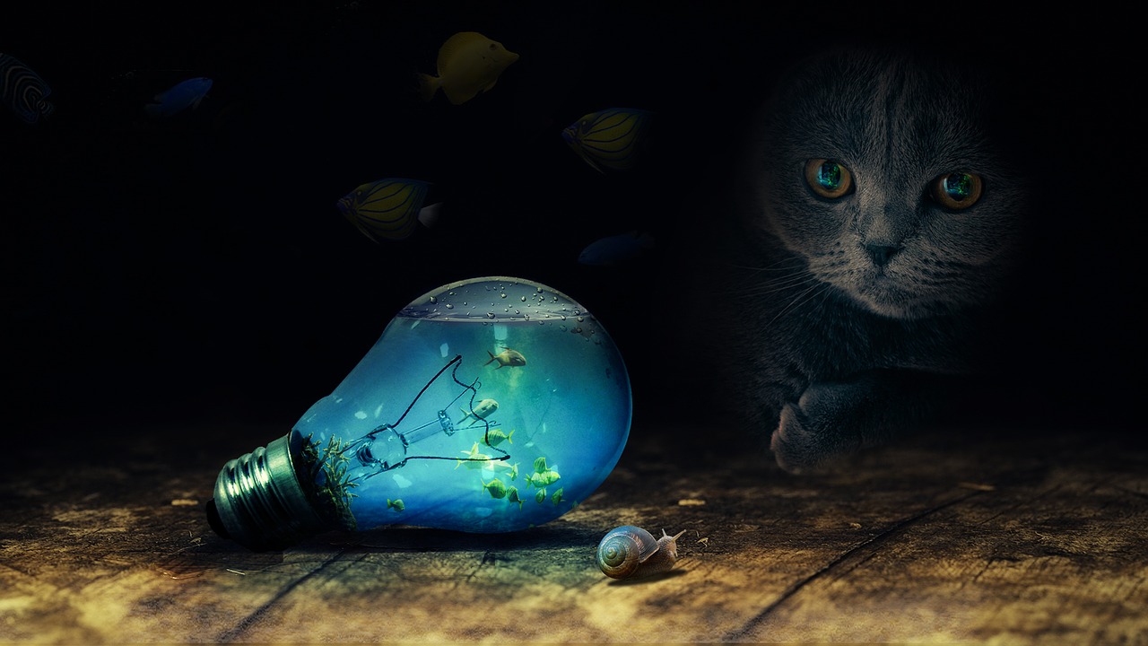Image - bulb current light fishes cat
