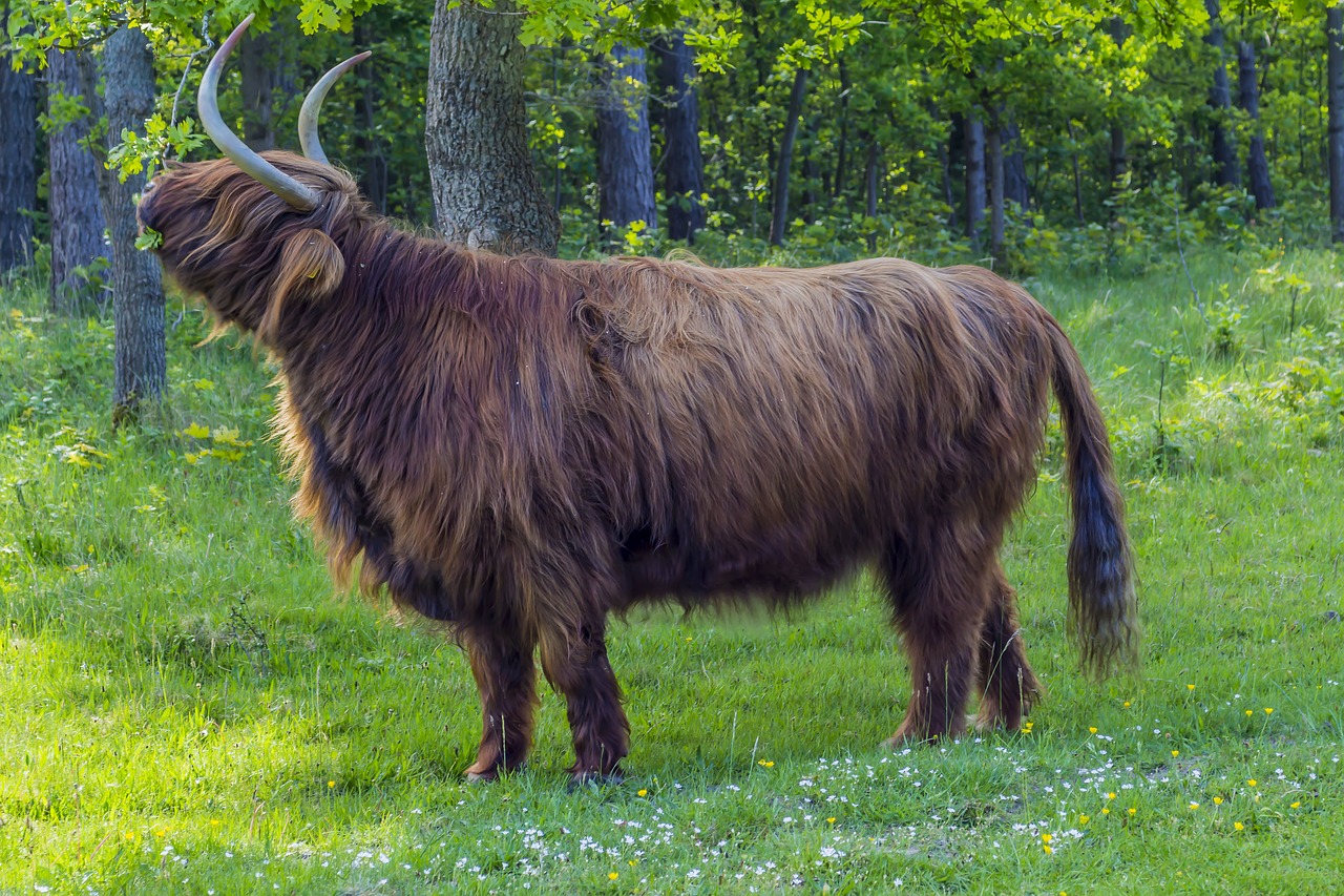 Image - buffalo beef wilderness cattle