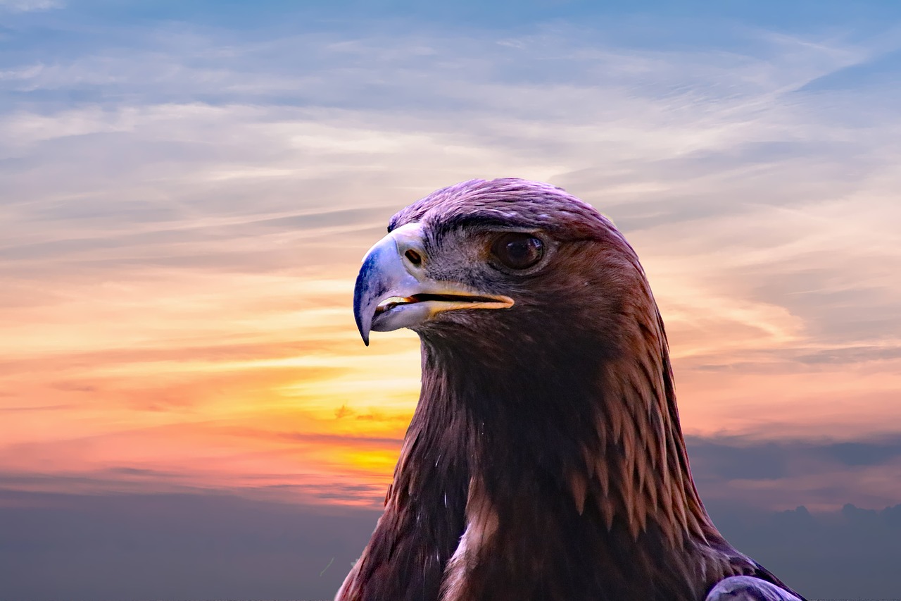 Image - golden eagle eagle bird nature
