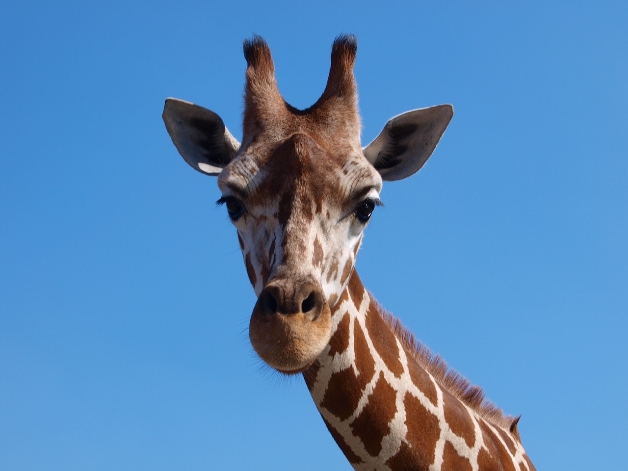 Image - giraffe africa south africa