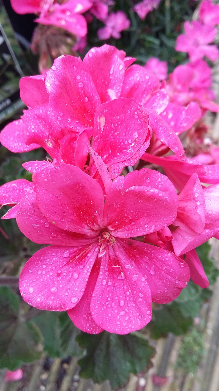 Image - pink flowers nature morning dew