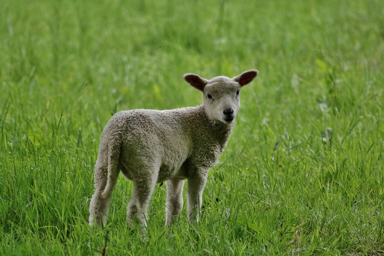 Image - lamb nature farm animal sheep