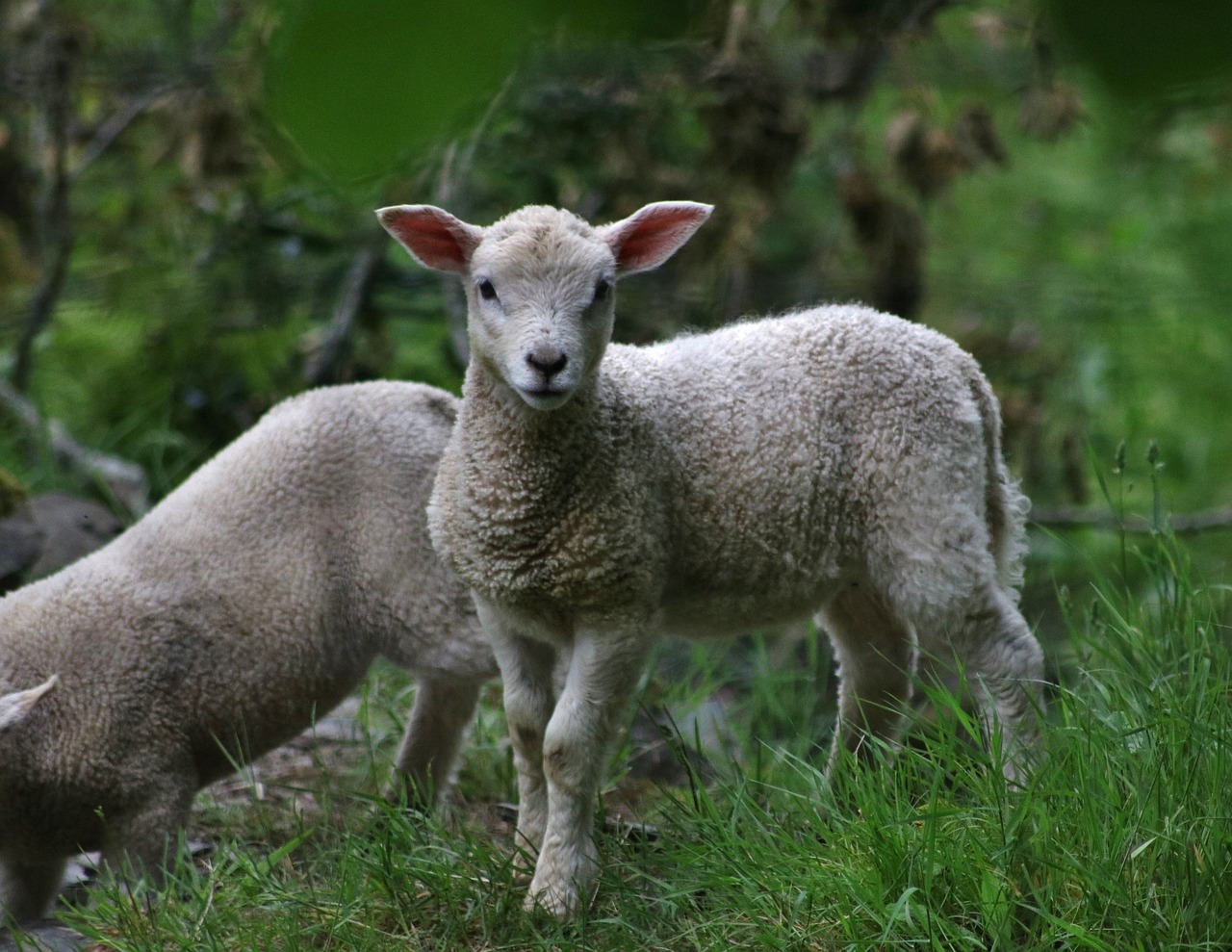 Image - lamb nature sheep farm animal