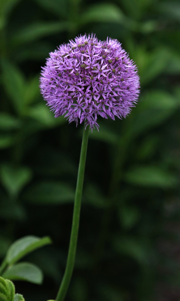 Image - purple plant flower nature floral